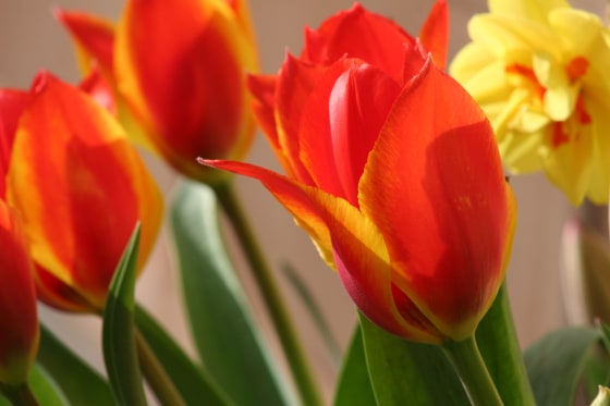 Bright spring blooms.